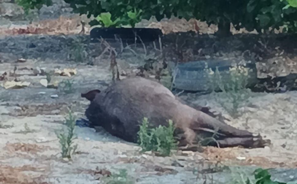 Adana'da Mahalleyi Yaban Domuzu Alarmı! Evin Bahçesine Girince Panik Yaşandı