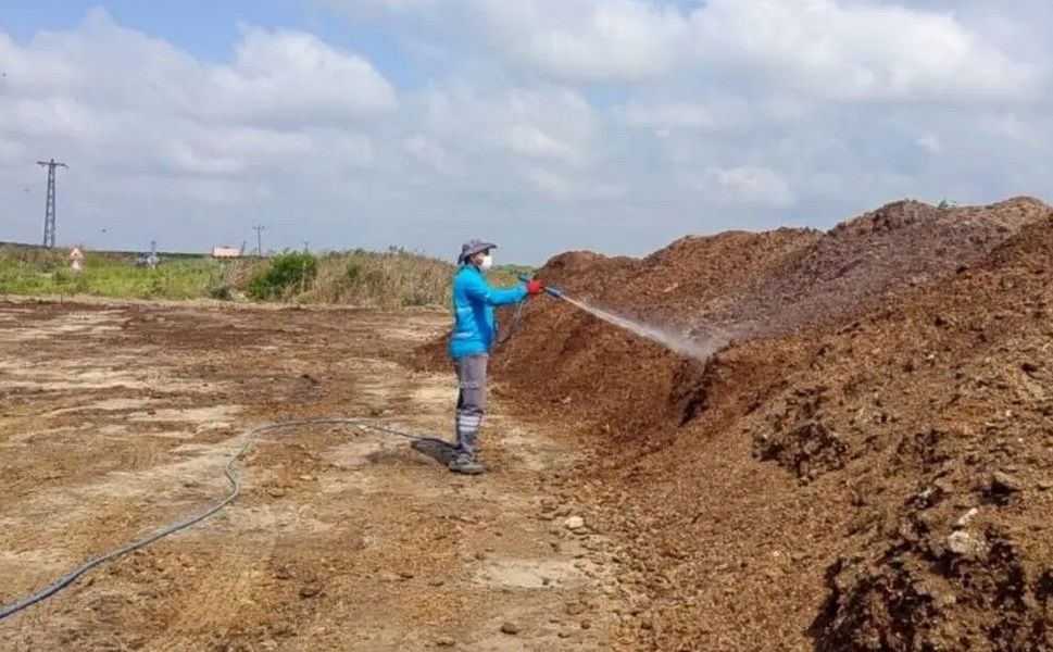 Adana'da Akdeniz Meyve Sineğine Karşı Yoğun Mücadele Sürüyor