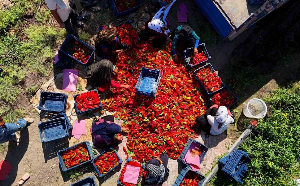 Adana'da Salçalık Biber Hasadı Başladı: Üretici Umutlu