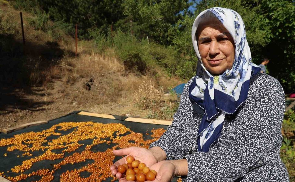 Adana'da Satılamayan Kirazlar Altına Dönüşüyor! Kilosu 100 TL'den Satılıyor