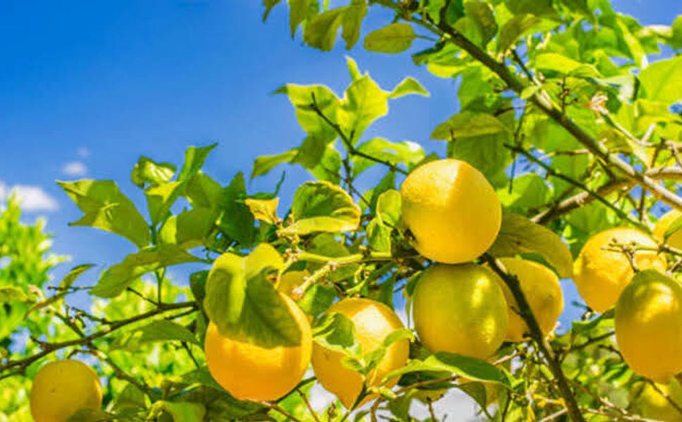 Yüreğir Ziraat Odası'ndan Limon Hasadı İçin Erken Takvim Çağrısı