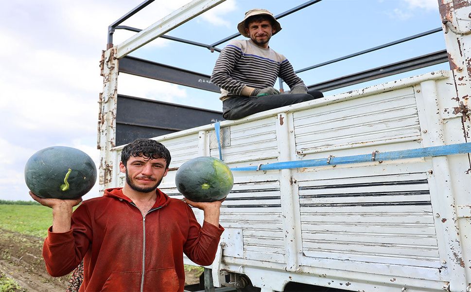 Adana'da Karpuz Hasadı Bitiyor! Tarladaki Fiyatlar Şaşırttı
