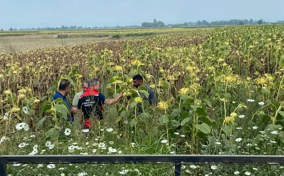 Adana'da Yerli Ayçiçeği Tohumu Denemelerinde İlk Sonuçlar Umut Verdi