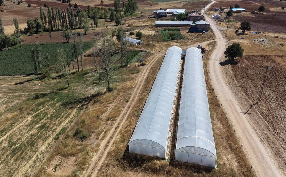 Adana’da 1.500 Rakımda Bir İlk! Baba-Kız Serada Domates Hasadı Yaptı