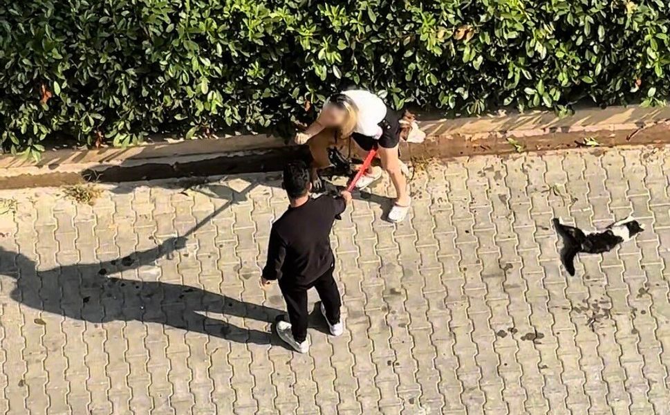 Adana’da Dehşet Anları! Pitbull Sokak Ortasında Kediyi Parçaladı
