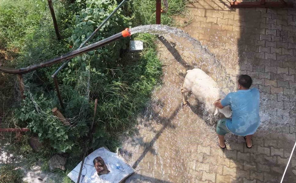 Adana’da Sıcaklık 40 Dereceyi Aştı: Koyun ve Keçilerini Böyle Serinletiyor
