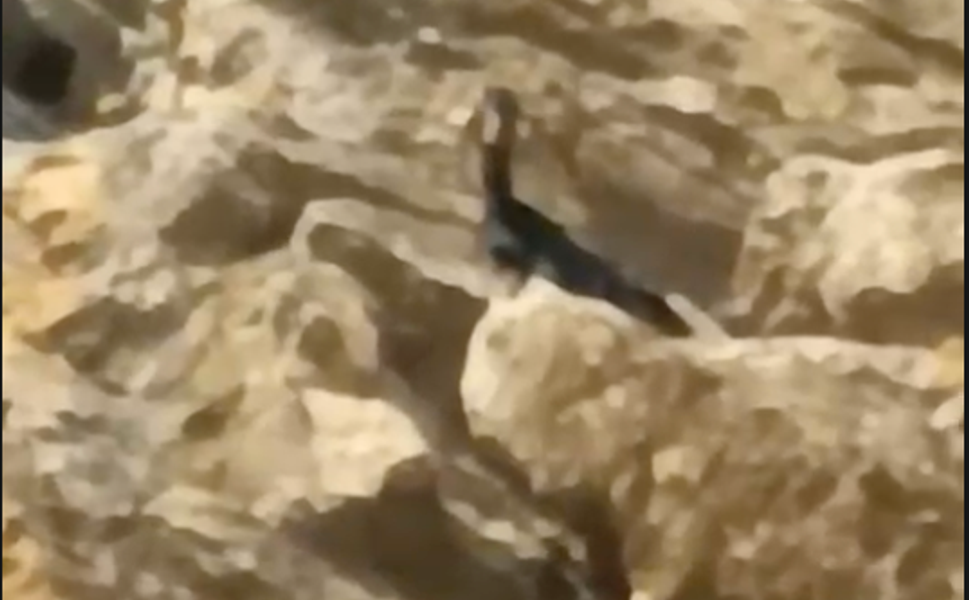 Kozan’da Keçiler İçin Seferberlik! Kayalıklarda Mahsur Kalan Keçiler Kurtarıldı