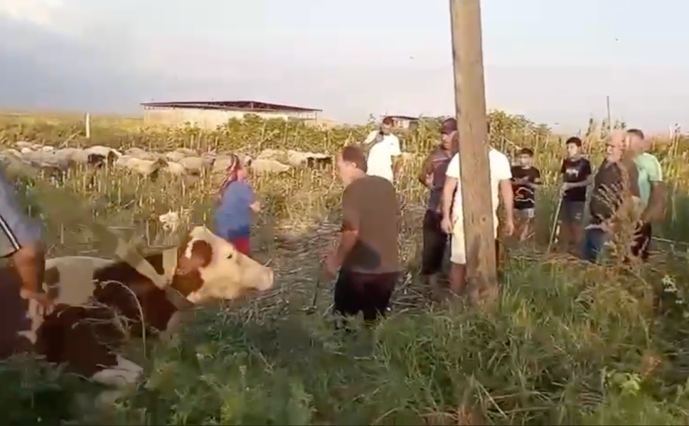 Ceyhan’da Kuyuya Düşen İnek İçin Seferberlik! İtfaiye Ekipleri Sağ Salim Kurtardı