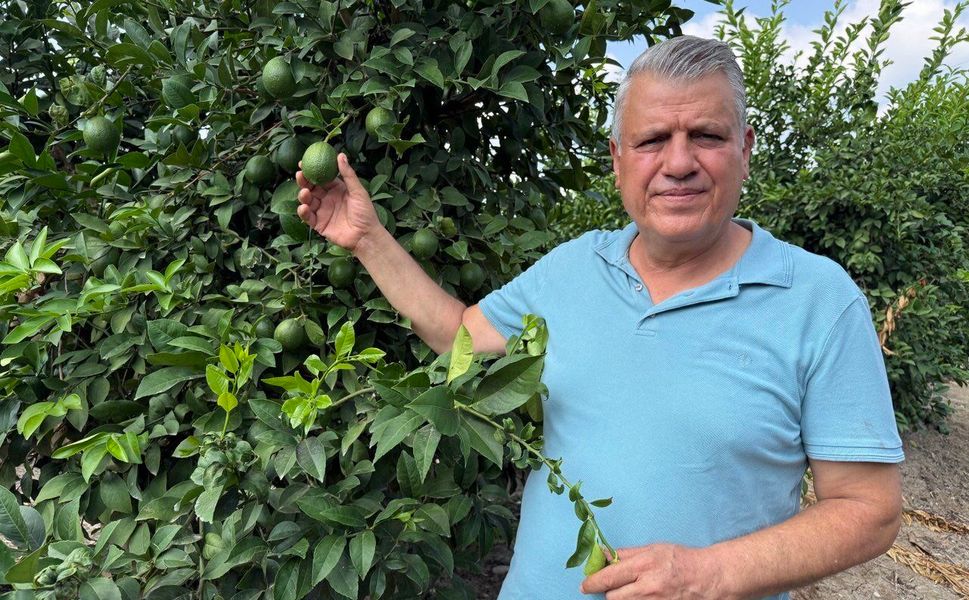 Limon Üreticisi Kara Kara Düşünüyor! Maliyeti 10 Lira, Verilen Fiyat 5 Lira