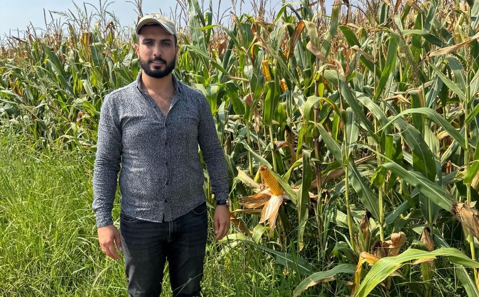 Çukurova’da Çiftçi Neden Mısırı Tercih Ediyor? İşte Tarladaki Tercihin 7 Nedeni