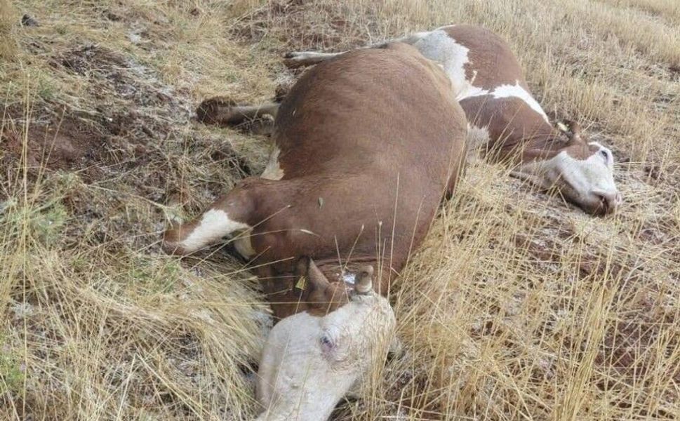 Adana’da Merada Korkutan Olay! Büyükbaş Hayvanların Üzerine Yıldırım Düştü