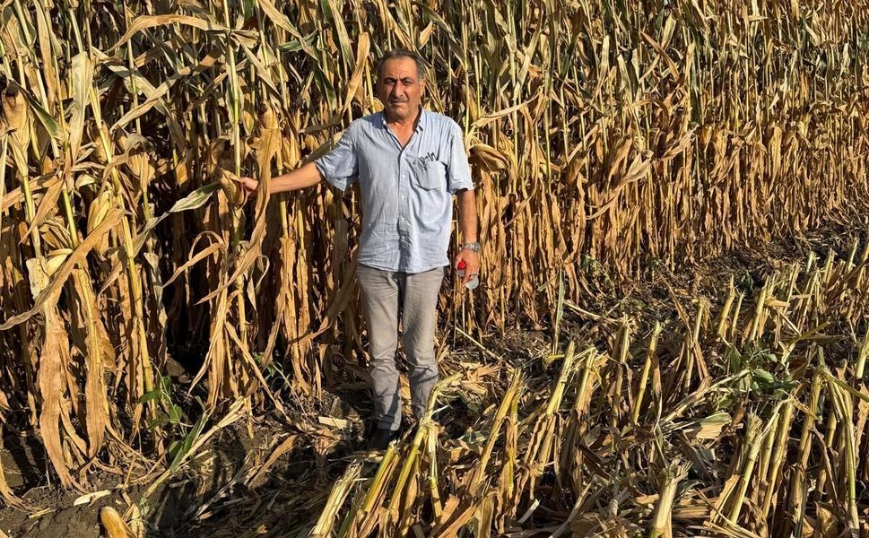 Çukurova Çiftçisi Beklediği Alım Fiyatını Açıkladı