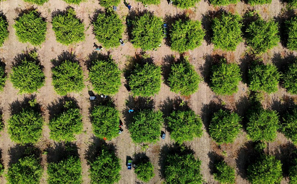 Adana’da Limon Sezonu Başlıyor: Hasat ve İhracat Tarihi Açıklandı