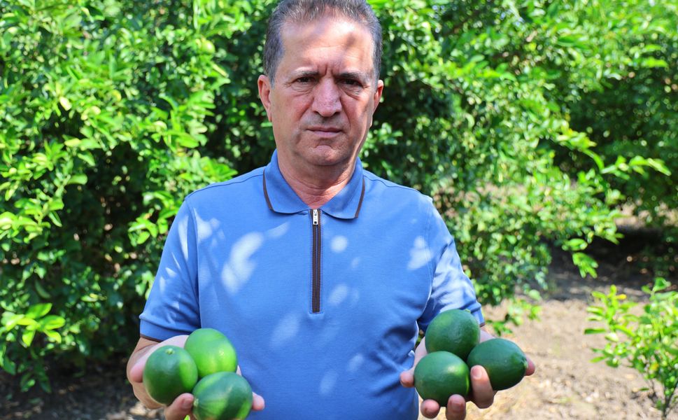 Adana Limonunda İhracat Endişesi: Üretici Alıcı Bekliyor
