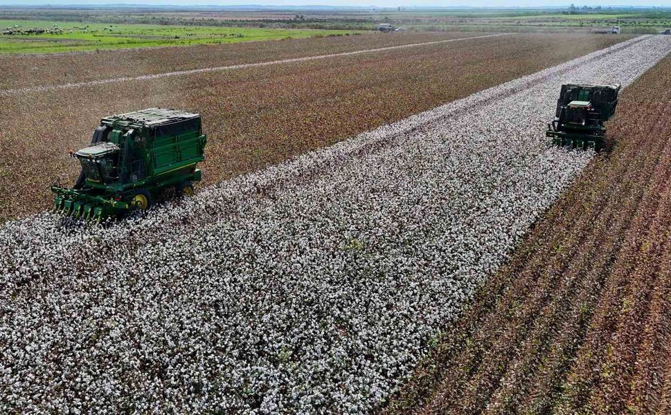 Adana’da Beyaz Altın Hasadı Başladı: Pamuğun Kilosu 40 Liradan Alıcı Buluyor