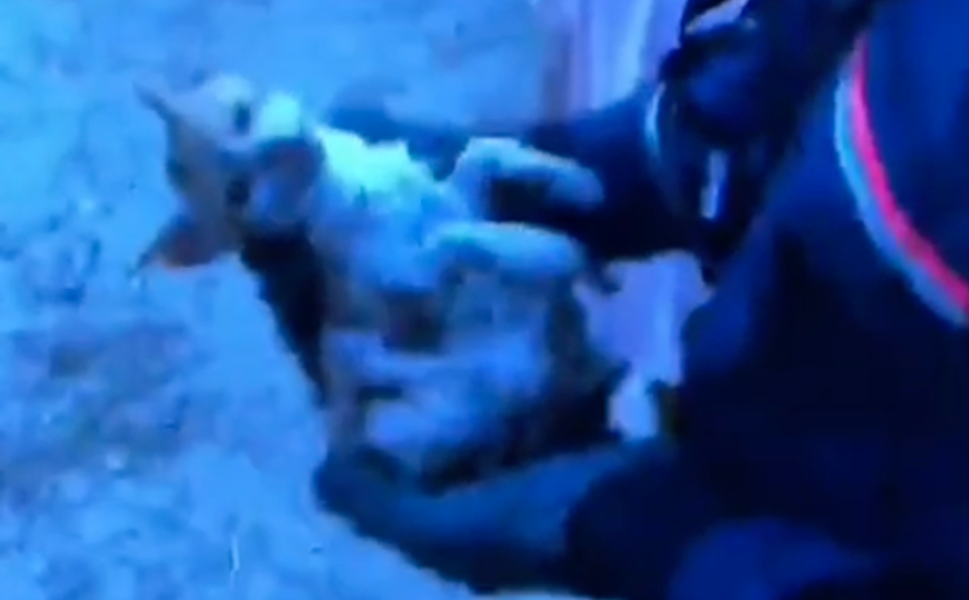 Karslı Mahallesi’nde Minik Can İçin Seferberlik! Yavru Kedi Kuyudan Kurtarıldı