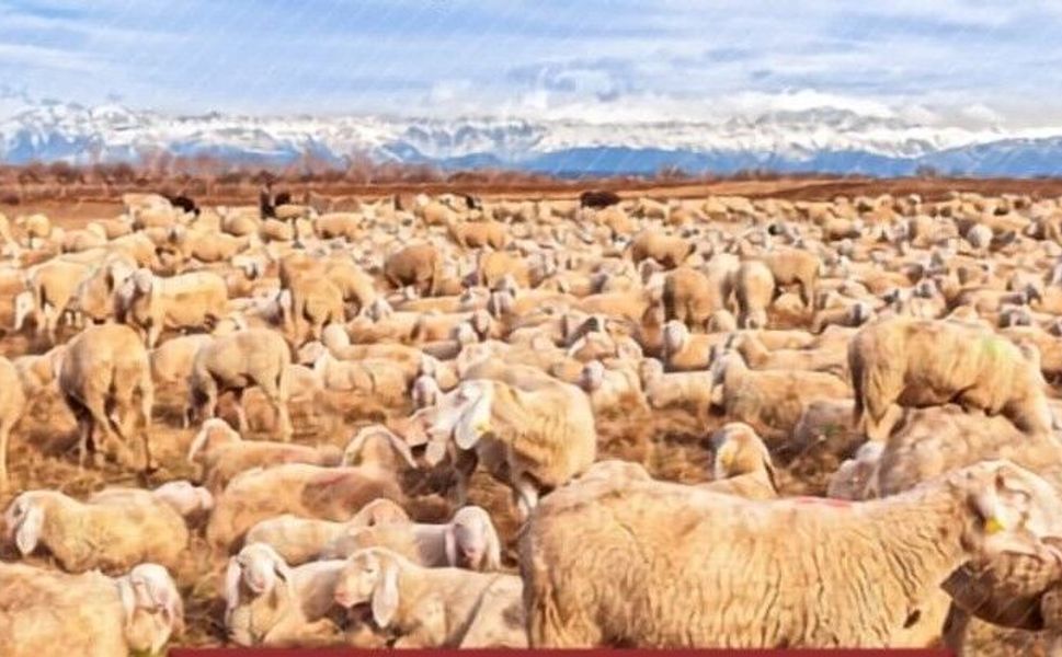 Adana’da Üreticilere 13 Milyon 499 Bin 880 TL Destek Ödemesi