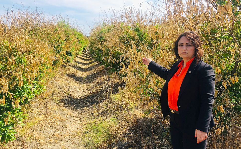 Müzeyyen Şevkin’den Narenciye Üreticisi İçin Meclis Araştırması Çağrısı