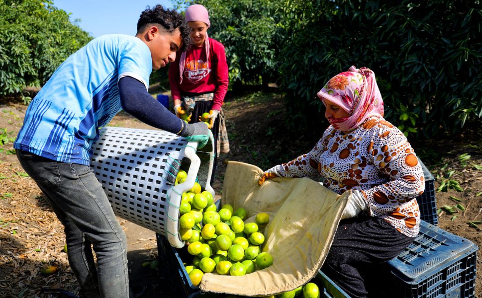 Adana’da Mandalina Hasadı Başladı: 1 Milyon 165 Bin Ton Rekolte Bekleniyor