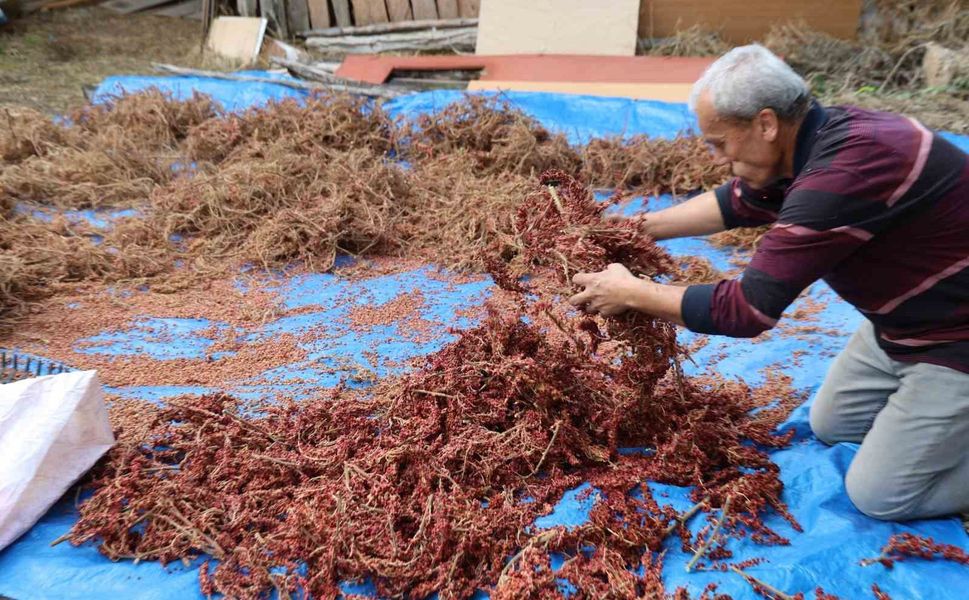 20 Yıl Önce Başladı, Kilosu 900 TL’ye Ulaştı! Adana’da Sumak Hasadı Başladı