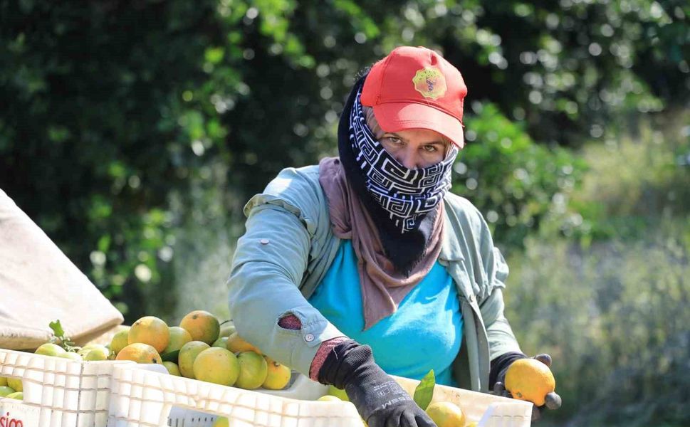 Adana'da Mandalina Üreticisi Zor Durumda