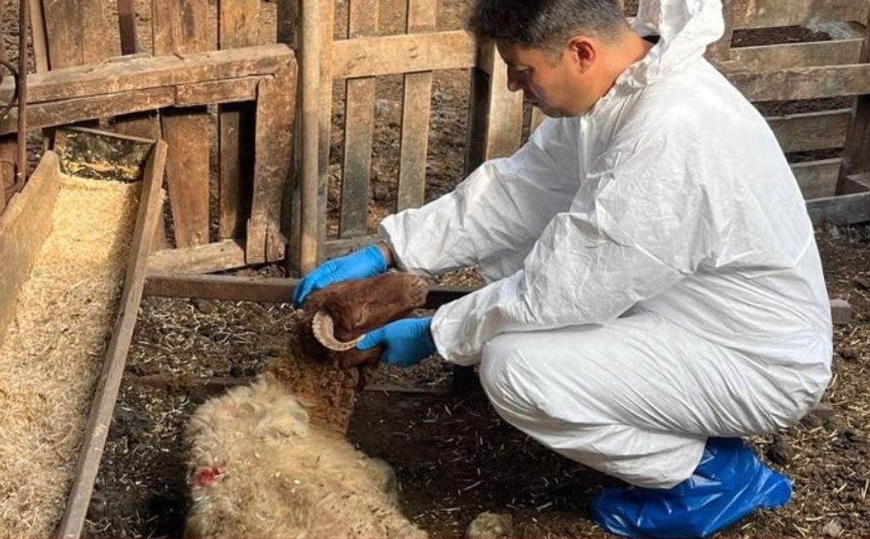 Adana’da Koyun ve Keçi Vebasına Karşı Alarm! Aşılama Çalışmaları Başladı