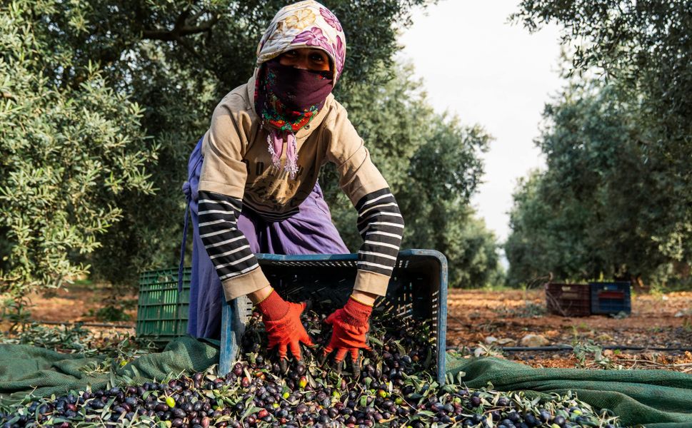 Adana’da Zeytin Hasadı Başladı: 130 Bin Dekar Alanda Üretim Yapılıyor