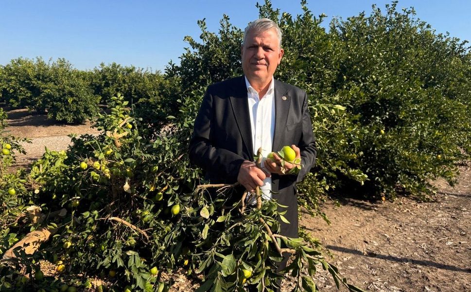 Adana’da Yürek Yakan Manzara: Üzeri Ürün Dolu Limon Ağaçları Kökünden Kesiliyor!